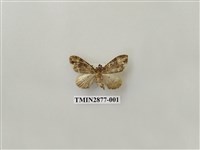 藏品(尺蛾605)的圖片